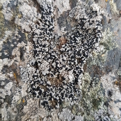 Lecidella carpathica