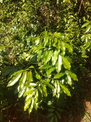 Protium heptaphyllum