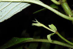 Cyrtandra menziesii