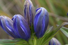 Gentiana × billingtonii