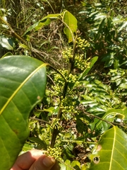 Protium heptaphyllum