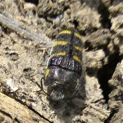 Acmaeodera macra