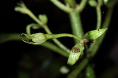 Cyrtandra menziesii
