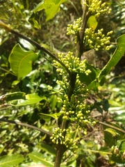 Protium heptaphyllum