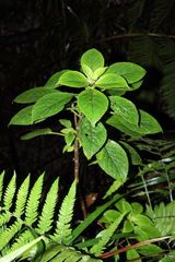 Cyrtandra menziesii