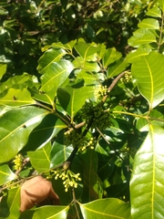 Protium heptaphyllum