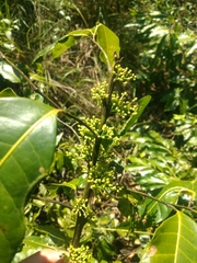 Protium heptaphyllum