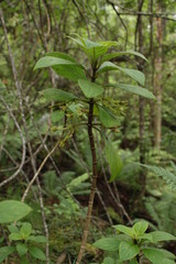 Cyrtandra menziesii