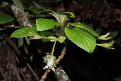 Cyrtandra menziesii