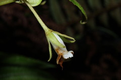 Cyrtandra menziesii