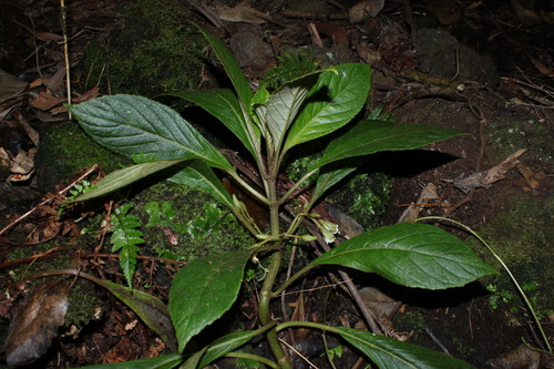 Cyrtandra menziesii, 2009-08-04