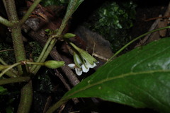 Cyrtandra menziesii
