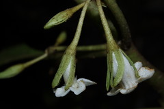 Cyrtandra menziesii