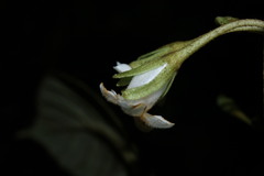 Cyrtandra menziesii
