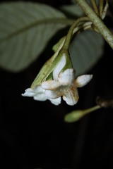 Cyrtandra menziesii