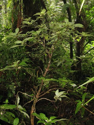 Cyrtandra nanawaleensis