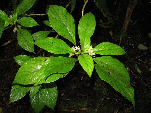 Cyrtandra nanawaleensis