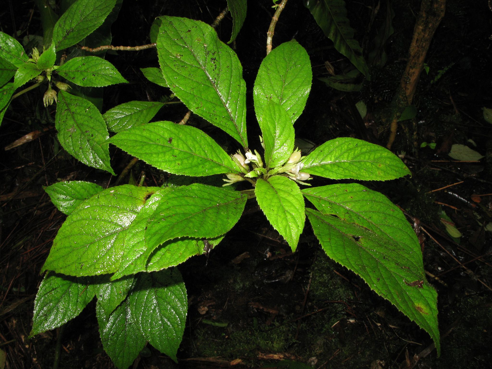 Cyrtandra nanawaleensis