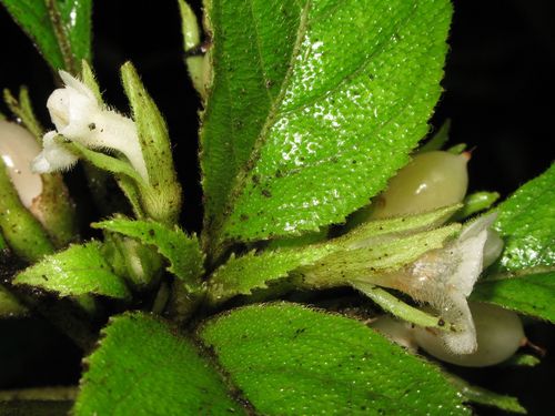 Cyrtandra nanawaleensis