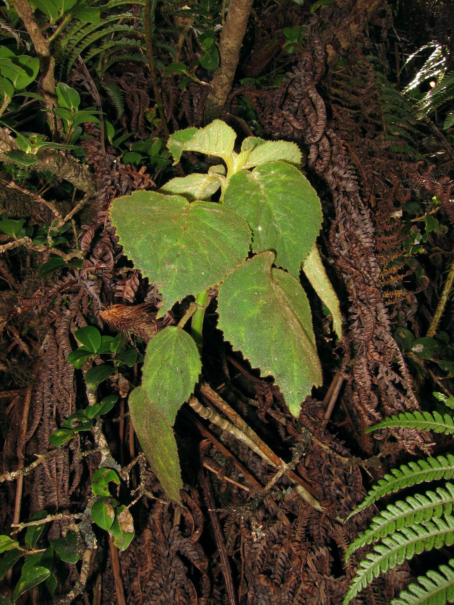 Cyrtandra oxybapha