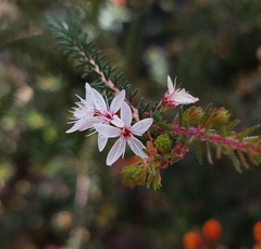 Calytrix alpestris