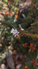 Calytrix alpestris