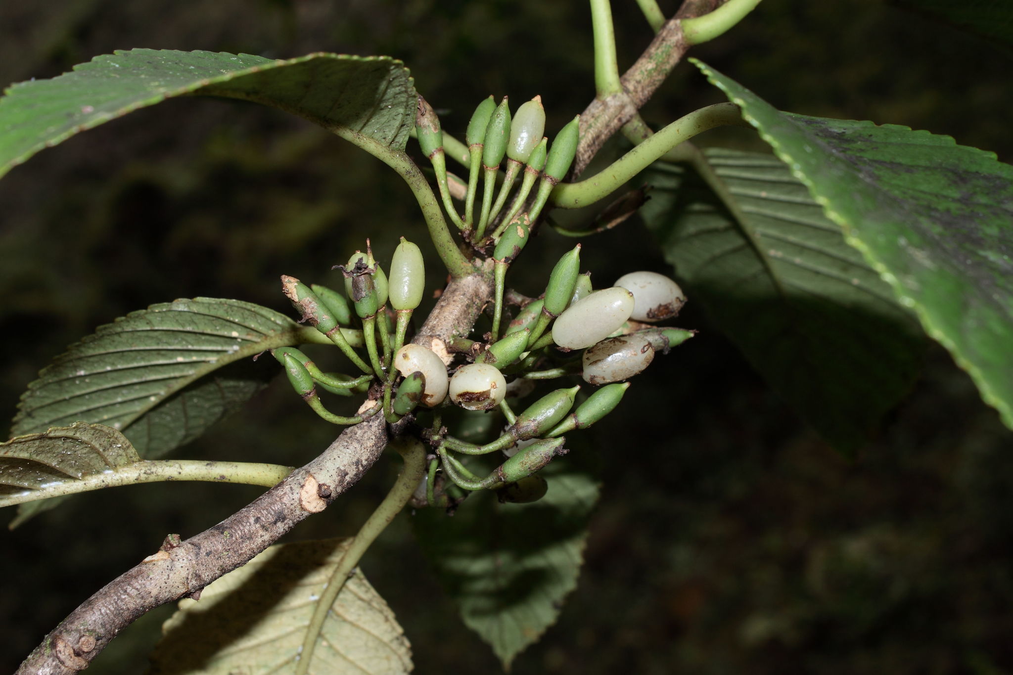 Cyrtandra paludosa