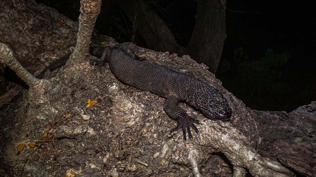 Black Beaded Lizard