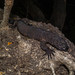 Chiapan Beaded Lizard - Photo (c) Rodrigo Arrazola, some rights reserved (CC BY-NC), uploaded by Rodrigo Arrazola