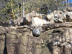 Pachypodium saundersii