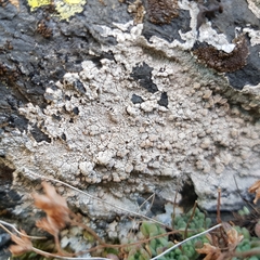 Lecanora subcarnea