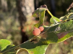 Atrusca carolina