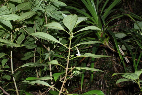 Cyrtandra paludosa