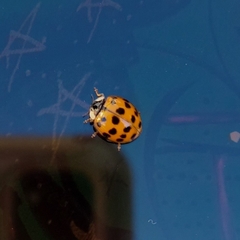 Harmonia axyridis