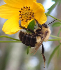 Bombus impatiens image