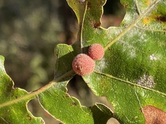 Atrusca carolina