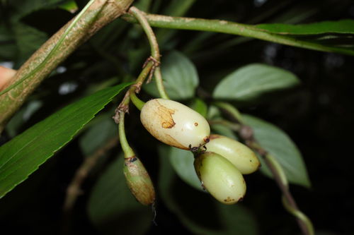 Cyrtandra paludosa