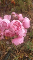Prunus triloba