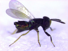 Parectromoides varipes