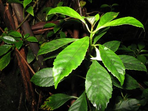 Cyrtandra paludosa