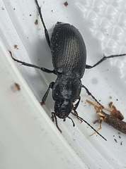Licinus depressus
