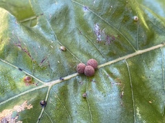 Atrusca carolina