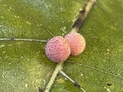 Atrusca carolina