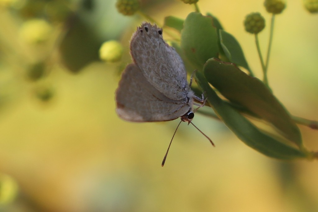 Turquoise Hairstreak