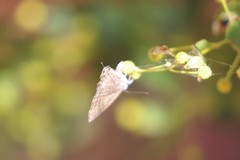 Theclinesthes miskini