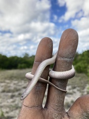 Haldea striatula