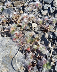 Pilosella breviscapa