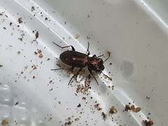 Notiophilus biguttatus