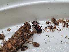 Notiophilus biguttatus