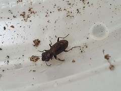 Notiophilus biguttatus